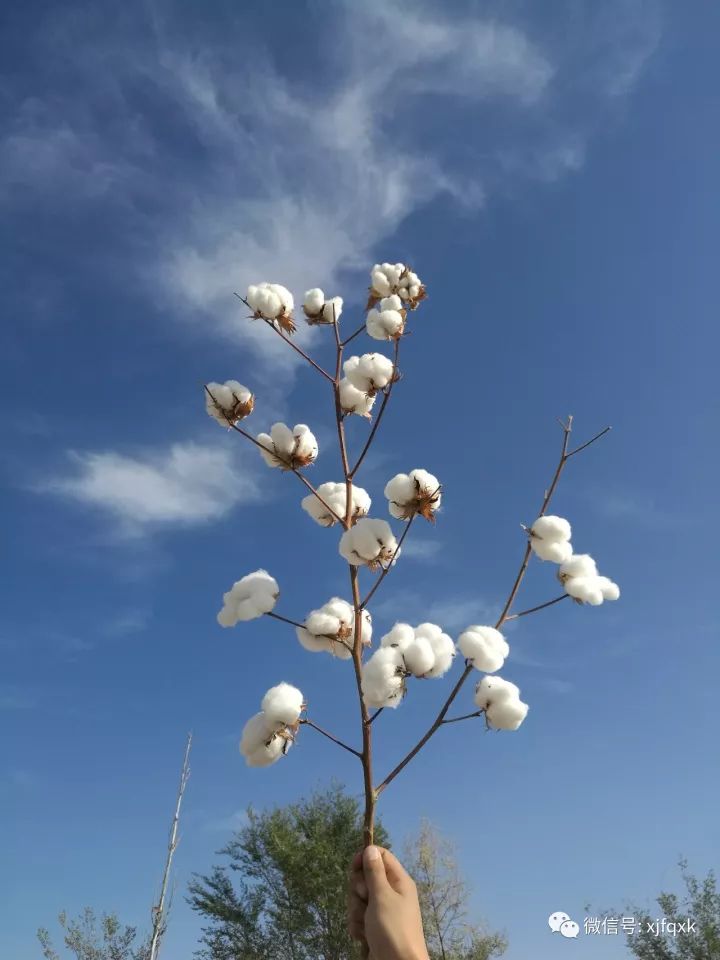 新陸早51號(hào)